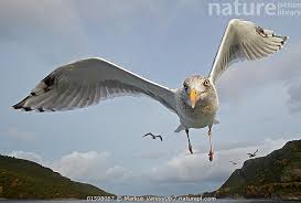 Attēlu rezultāti vaicājumam “Larus argentatus”
