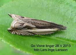 Attēlu rezultāti vaicājumam “Ancylis apicella”