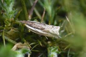 Attēlu rezultāti vaicājumam “Ancylis apicella”