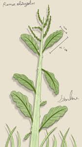 Attēlu rezultāti vaicājumam “Rumex obtusifolius”