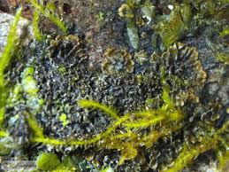 Attēlu rezultāti vaicājumam “Parmeliella triptophylla”