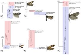 Attēlu rezultāti vaicājumam “Eriocraniidae”