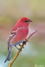 Image result for Pinicola enucleator