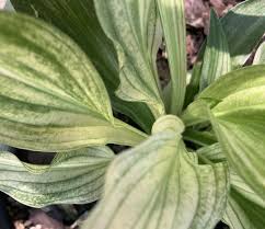 Image result for Hosta White Feather