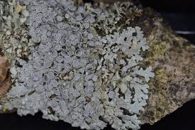 Attēlu rezultāti vaicājumam “Physcia aipolia”