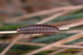 Attēlu rezultāti vaicājumam “Tholera decimalis”