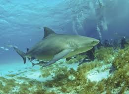 Image result for Carcharhinus leucas