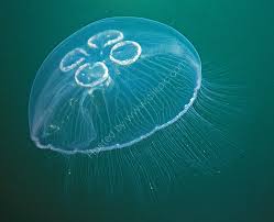 Attēlu rezultāti vaicājumam “Aurelia aurita”