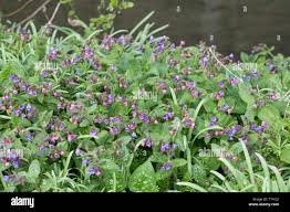 Image result for Lungenkraut