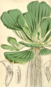 Attēlu rezultāti vaicājumam “Pistia stratiotes”