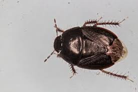 Attēlu rezultāti vaicājumam “Cydnidae”