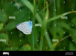 Attēlu rezultāti vaicājumam “Agrodiaetus amandus female”