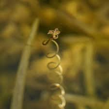 Attēlu rezultāti vaicājumam “Comatricha ellae stalked”