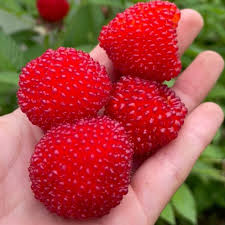 Attēlu rezultāti vaicājumam “Rubus illecebrosus fruit”