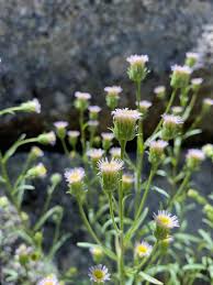 Attēlu rezultāti vaicājumam “Erigeron acris flower”