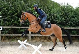 Image result for Jp-Sheffield Eventing