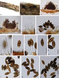 Attēlu rezultāti vaicājumam “Rosellinia desmazieri”