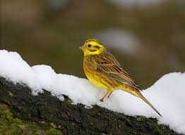 Attēlu rezultāti vaicājumam “Emberiza citrinella”