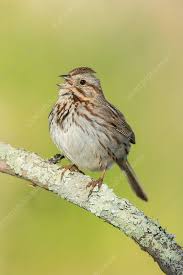 Image result for Melospiza melodia