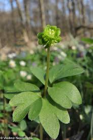 Attēlu rezultāti vaicājumam “Adoxa moschatellina”