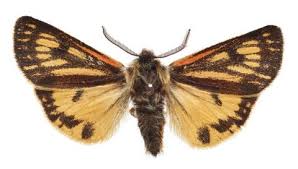 Attēlu rezultāti vaicājumam “Arctiidae”