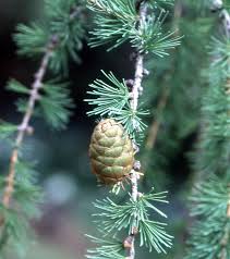 Attēlu rezultāti vaicājumam “Triplax russica”