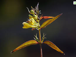 Attēlu rezultāti vaicājumam “Melampyrum pratense leaf”