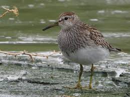 Image result for Calidris melanotos