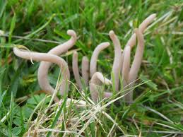 Attēlu rezultāti vaicājumam “Clavaria fumosa”