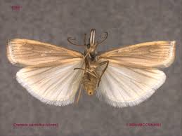 Attēlu rezultāti vaicājumam “Crambus”