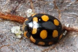 Attēlu rezultāti vaicājumam “Coccinula quatuordecimpustulata”