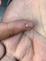 Attēlu rezultāti vaicājumam “Prociphilus xylostei”