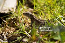 Attēlu rezultāti vaicājumam “Lacerta agilis female”