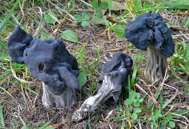 Attēlu rezultāti vaicājumam “Helvella lacunosa”