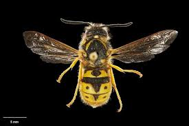 Attēlu rezultāti vaicājumam “Vespula germanica”