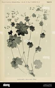 Attēlu rezultāti vaicājumam “Alchemilla subcrenata”