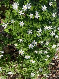 Image result for Buschwindröschen