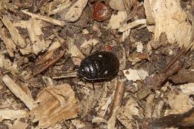 Attēlu rezultāti vaicājumam “Adomerus biguttatus”