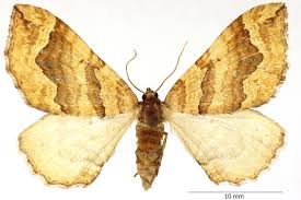 Attēlu rezultāti vaicājumam “Pelurga comitata”