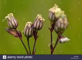 Attēlu rezultāti vaicājumam “Lychnis flos-cuculi fruit”