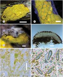 Attēlu rezultāti vaicājumam “Chrysothrix candelaris”