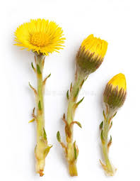 Attēlu rezultāti vaicājumam “Tussilago farfara bud”