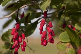 Attēlu rezultāti vaicājumam “Berberis vulgaris fruit”