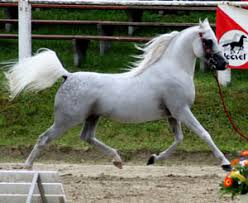 cavalli,pony...ANIMALI Images?q=tbn:ANd9GcS5XRTJrcjGb21VfOrbU0xvyPzJid5liM5uUJ0lJ0rtC7pmoaRGtw
