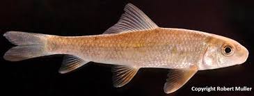 Image result for Moxostoma erythrurum