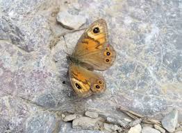 Attēlu rezultāti vaicājumam “Lasiommata maera upperside”