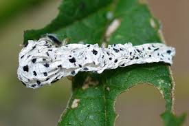 Attēlu rezultāti vaicājumam “Tenthredo scrophulariae larva”