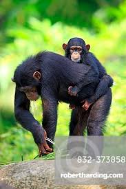 Attēlu rezultāti vaicājumam “Troglodytes troglodytes adult”