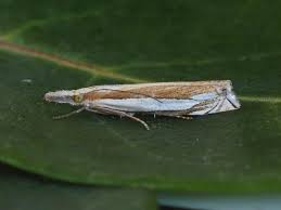 Attēlu rezultāti vaicājumam “Crambus heringiellus”