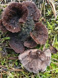 Attēlu rezultāti vaicājumam “Thelephora terrestris”